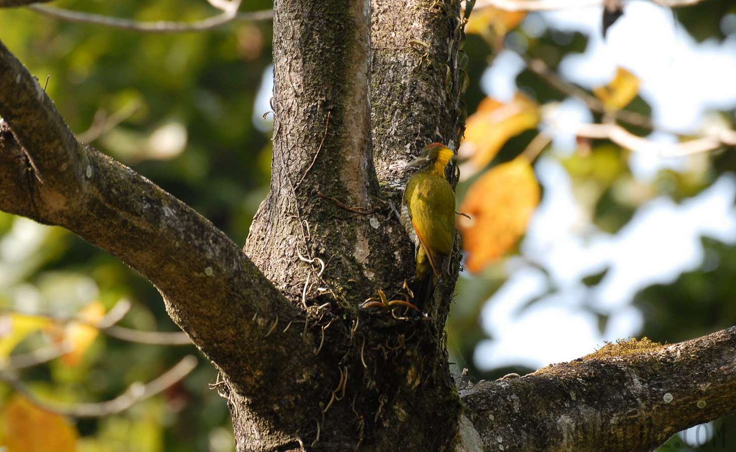 Picus chlorolophus chlorolophus [400 mm, 1/250 Sek. bei f / 5.0, ISO 400]